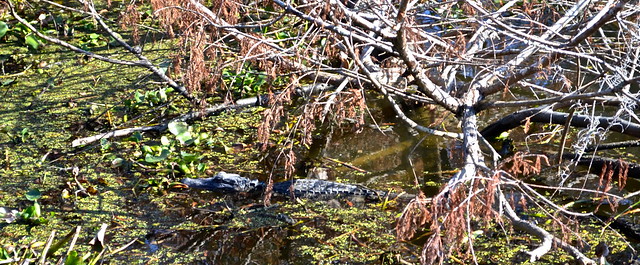 gator in water - jean lafitte swamp tours
