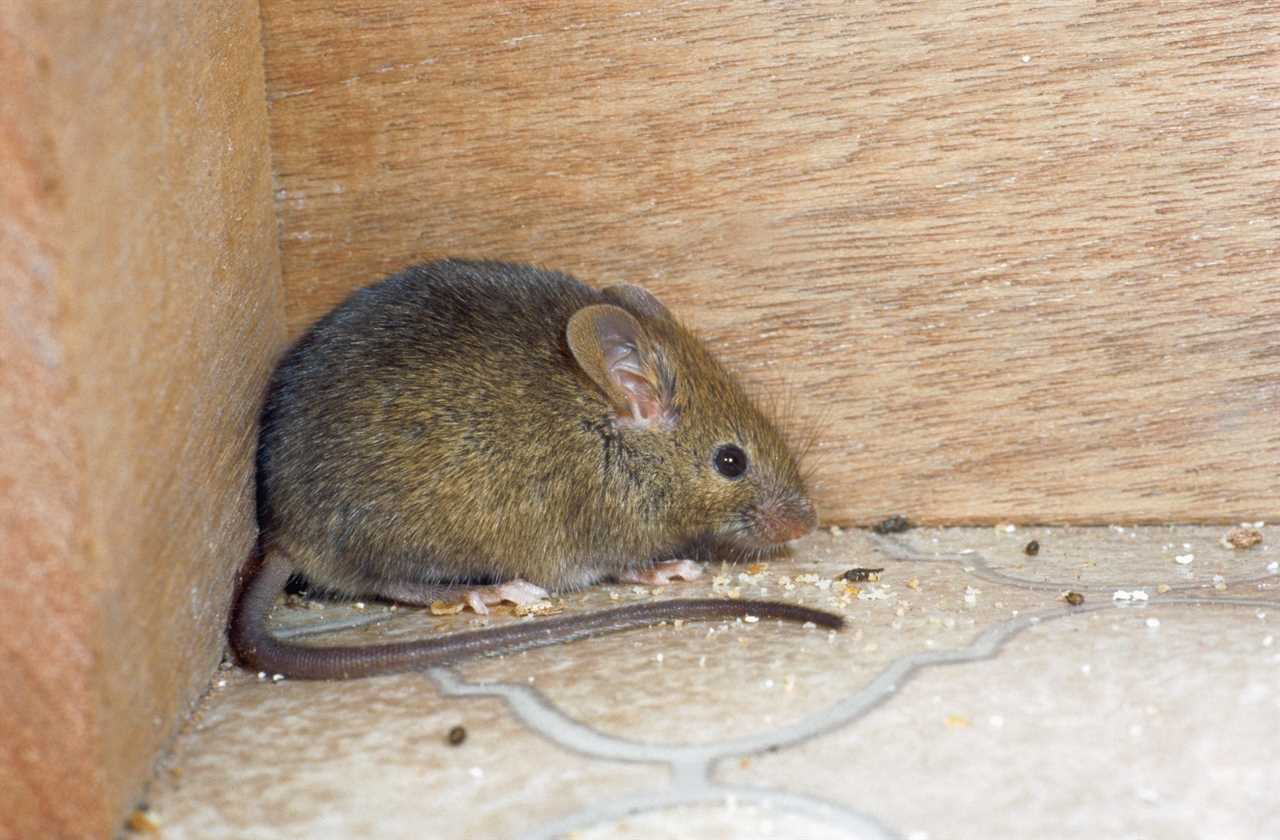 A House Mouse