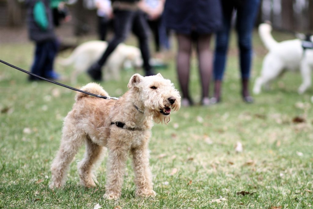 Dog Park Etiquette: What to Do and What Not To Do