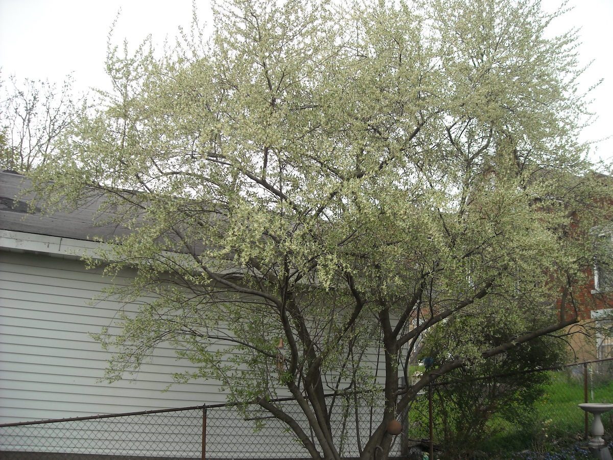 Russian olive tree