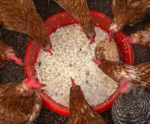 What treats are good and bad for chickens?