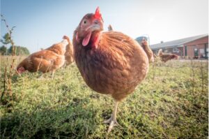 What treats are good and bad for chickens?