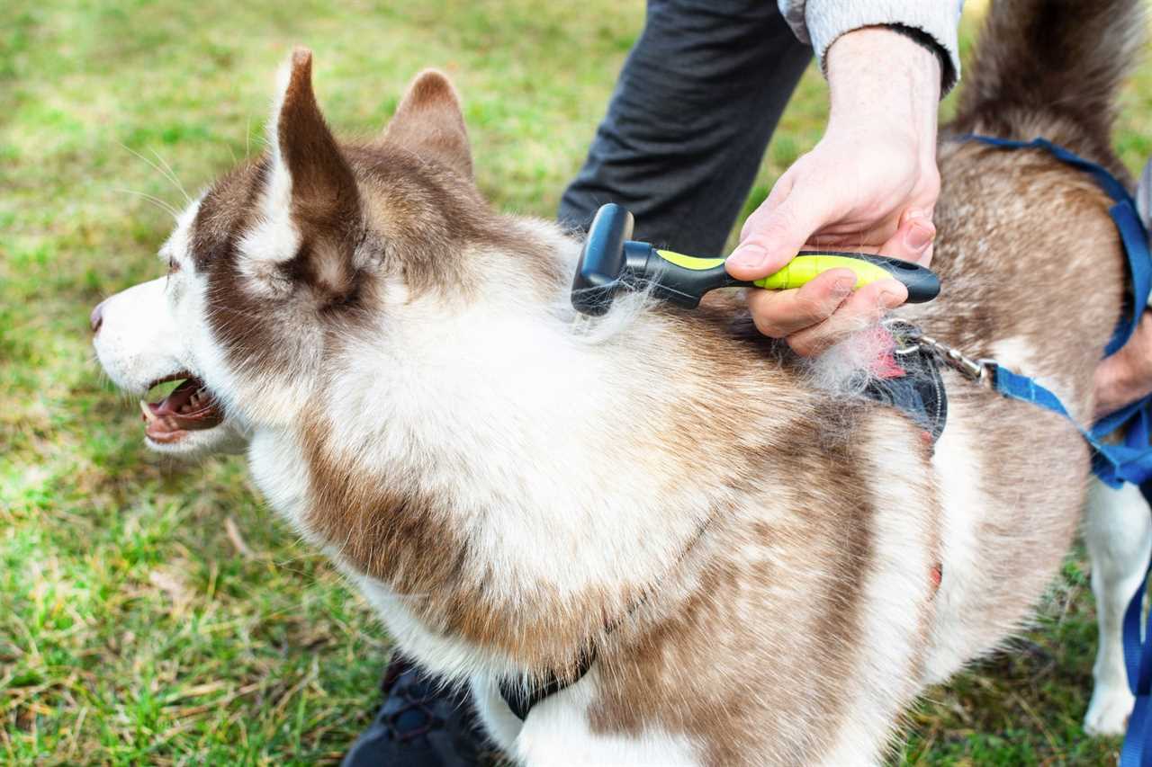 Grooming undercoat of Siberian husky dog outdoor.