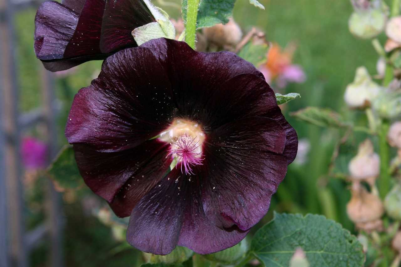 Hollyhock