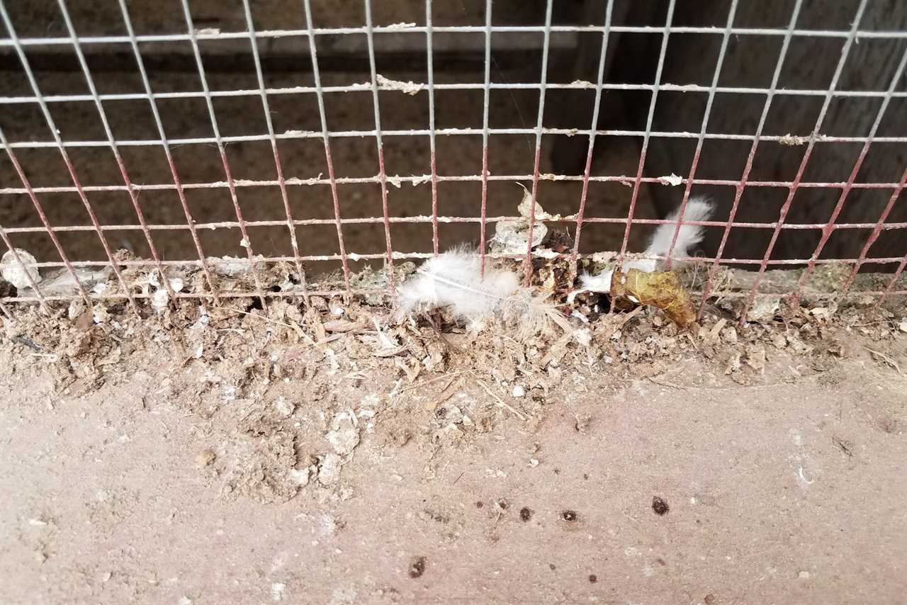 dirty animal cage with chicken wire and feathers