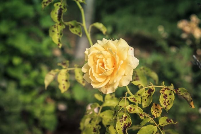 beautiful yellow rose in rose bush affected by Diplocarpon rosea or Black spot disease