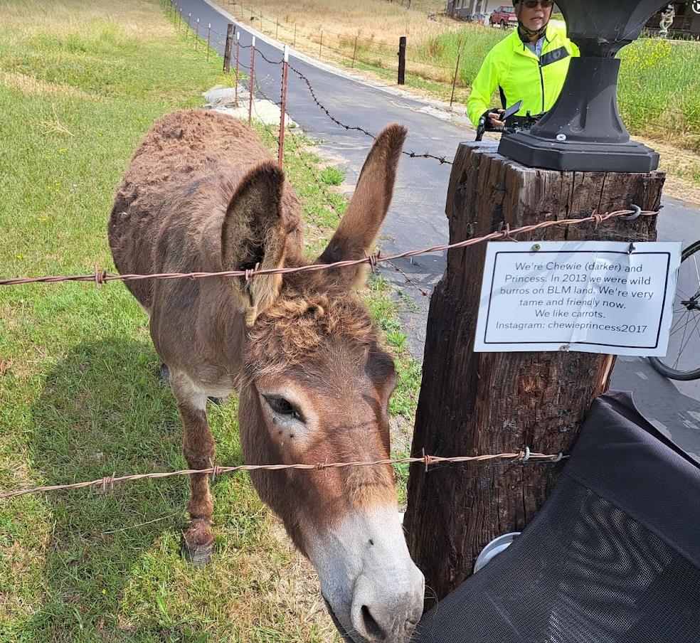 Ride to see the donkeys