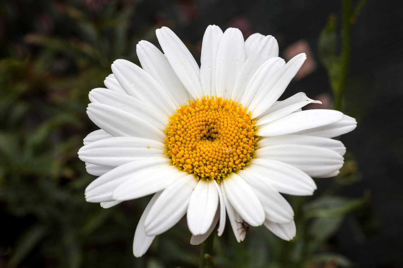 Leucanthemum x superbum 'Becky'