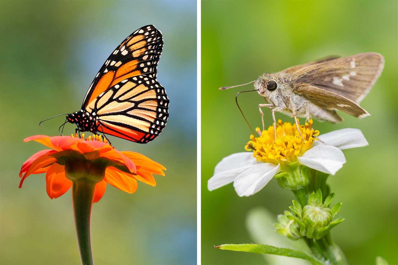 Butterfly And Moth Pollinators On Flowers side by side