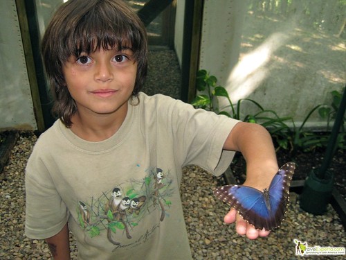 morpho butterfly hands on kids in belize