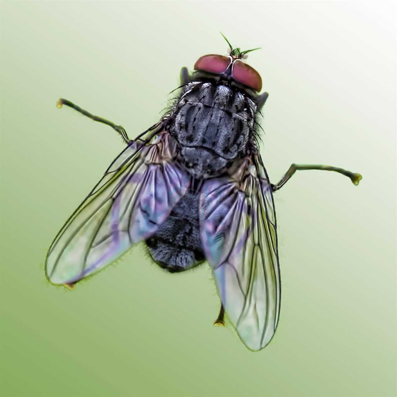 House Fly