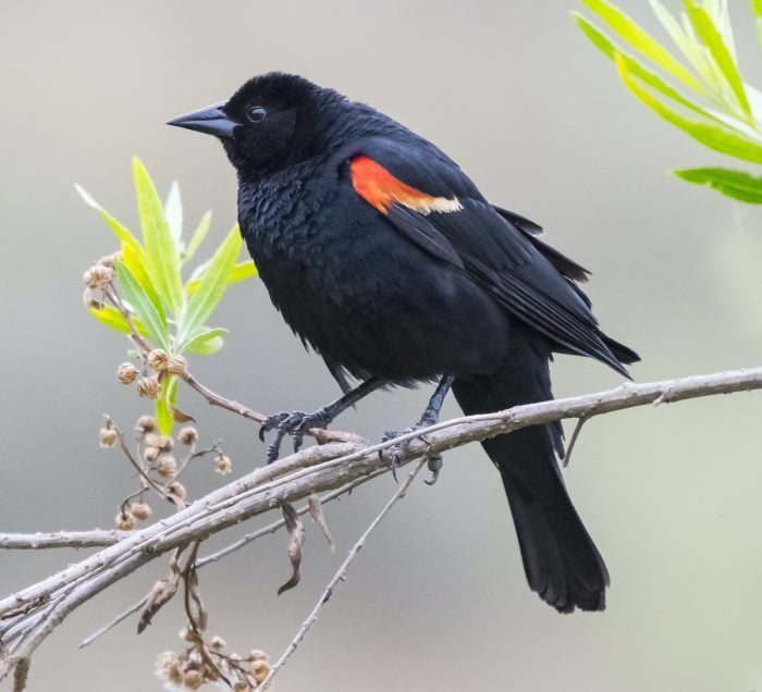 252175914 1 Bob Turner Bnb Bypc2020, do fireworks kill birds