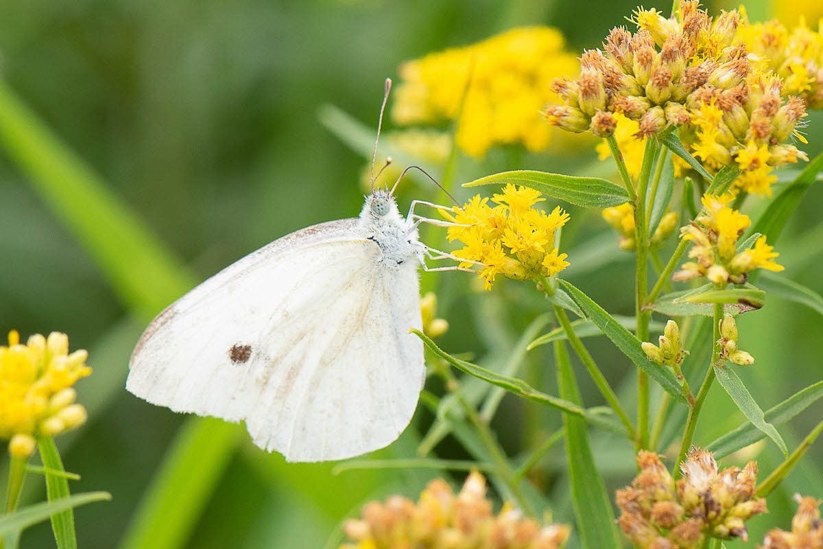 cabbage white butterfly