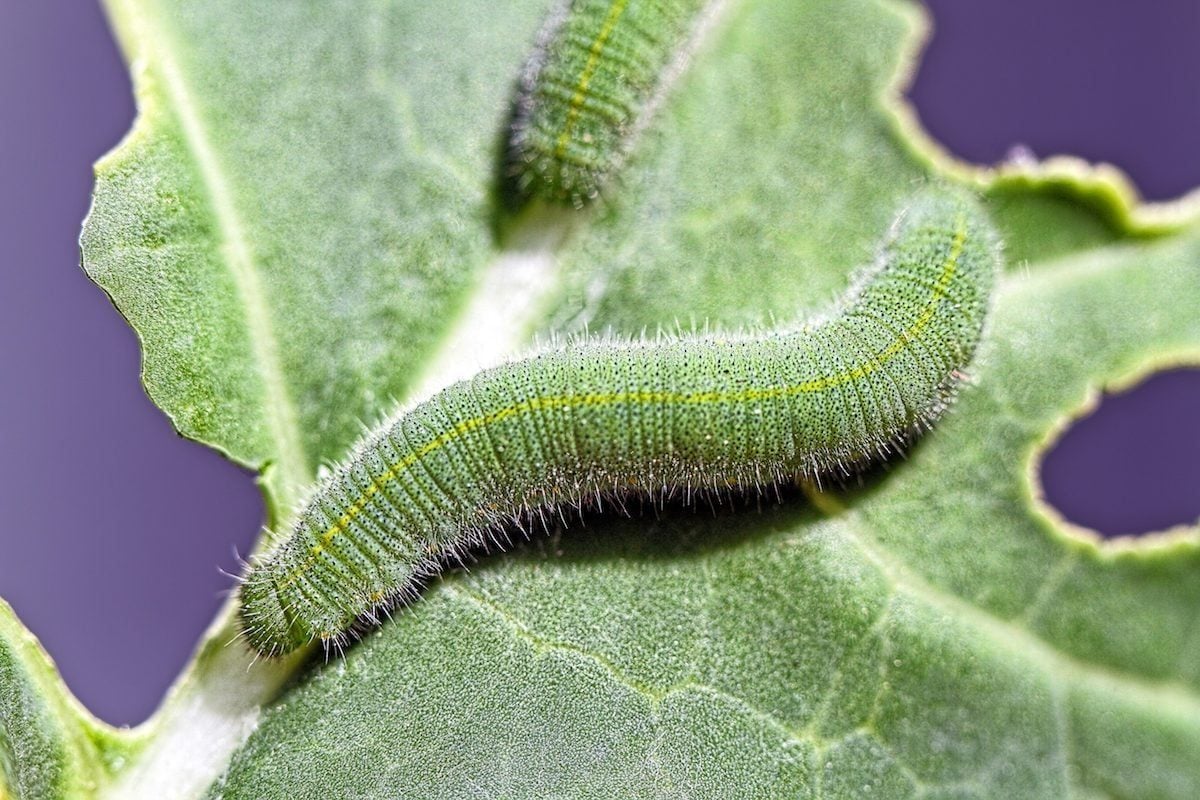 A cabbage white caterpillar sits on a host plant.