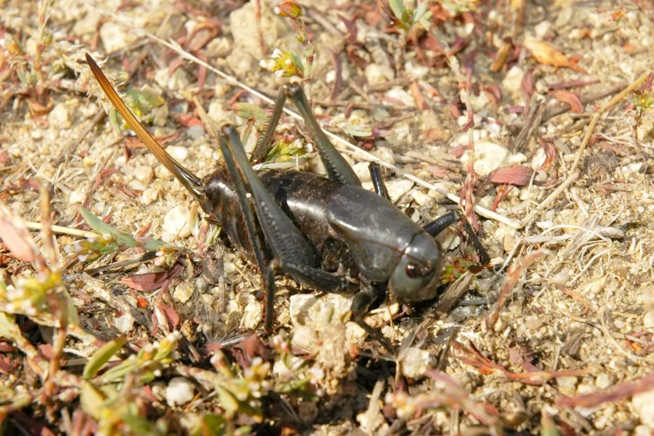 Close-Up Of A Mormon Cricket, Anabrus Simplex