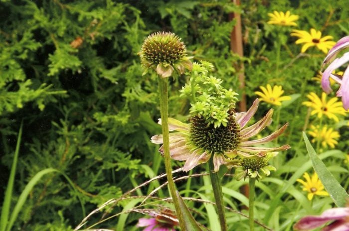 aster yellows disease