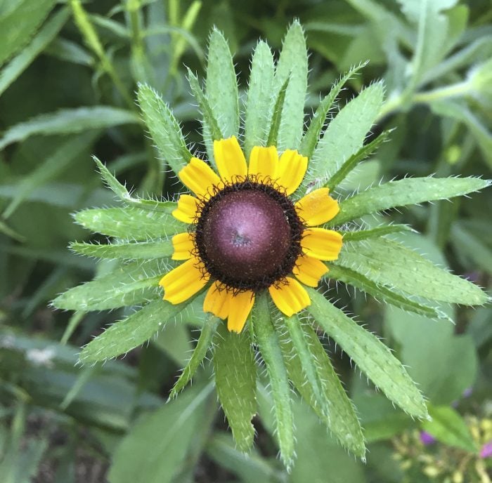 aster yellows disease