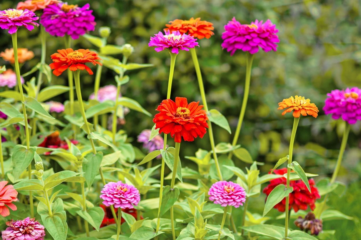 Zinnias Of All Colors Blooming In Summer Garden