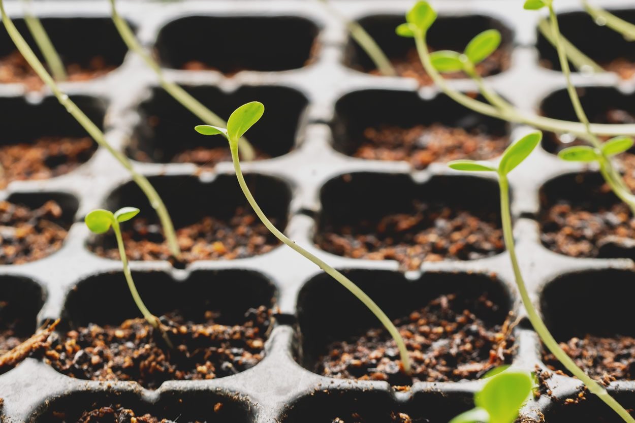 Zinnia Planted By Seeds In A Seed Tray,stretched Into A Curve To Receive Light from the outside