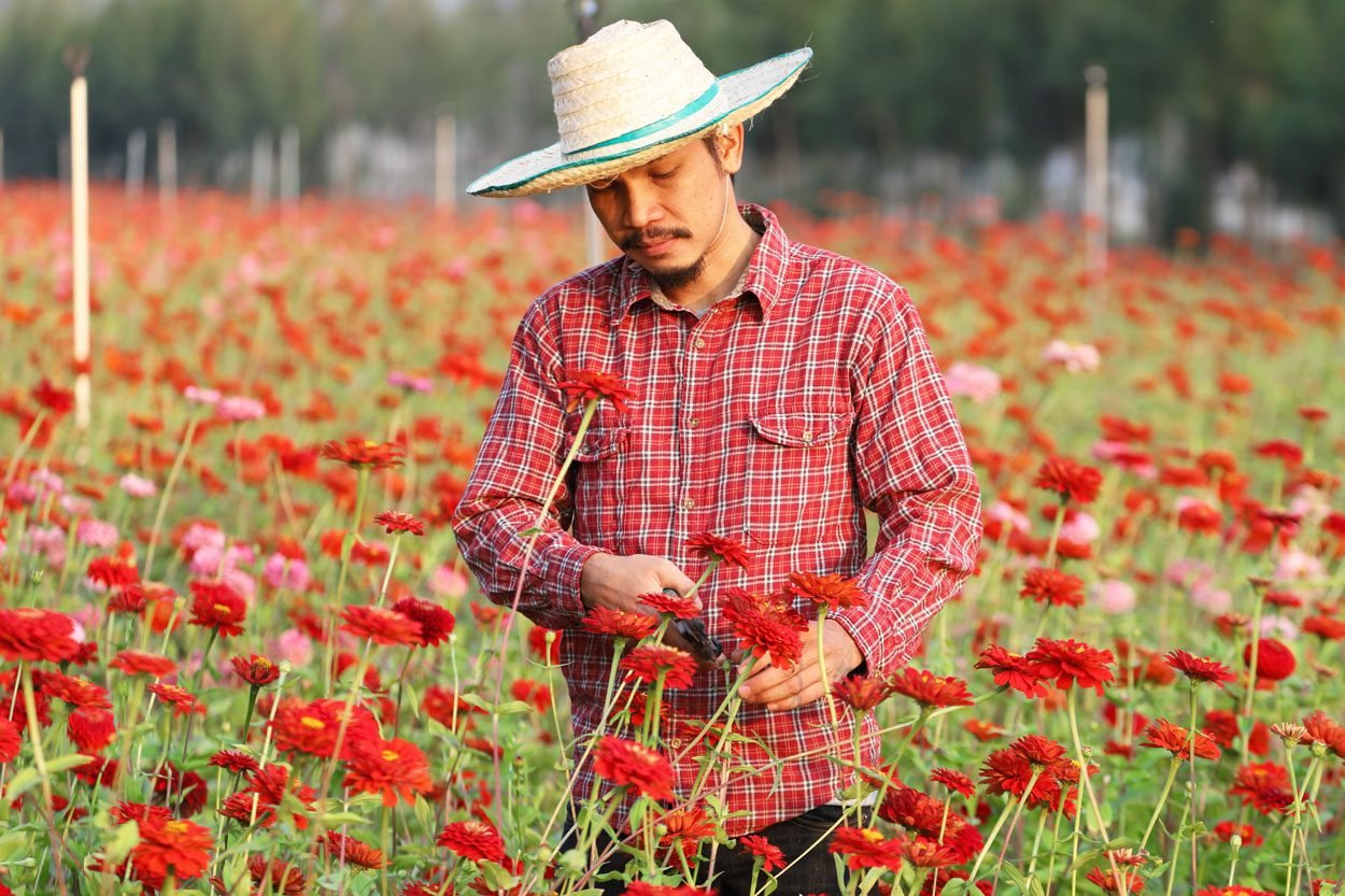 Asian Gardener Is Cutting Zinnia Flowers Using Secateurs For Cut Flower Business for cultivation and harvest season