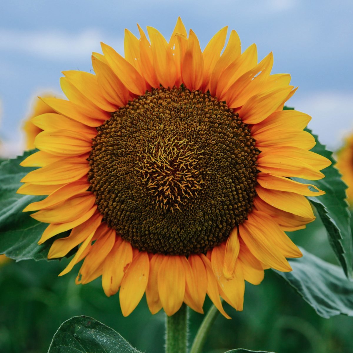 Field Of Young Orange Sunflowers