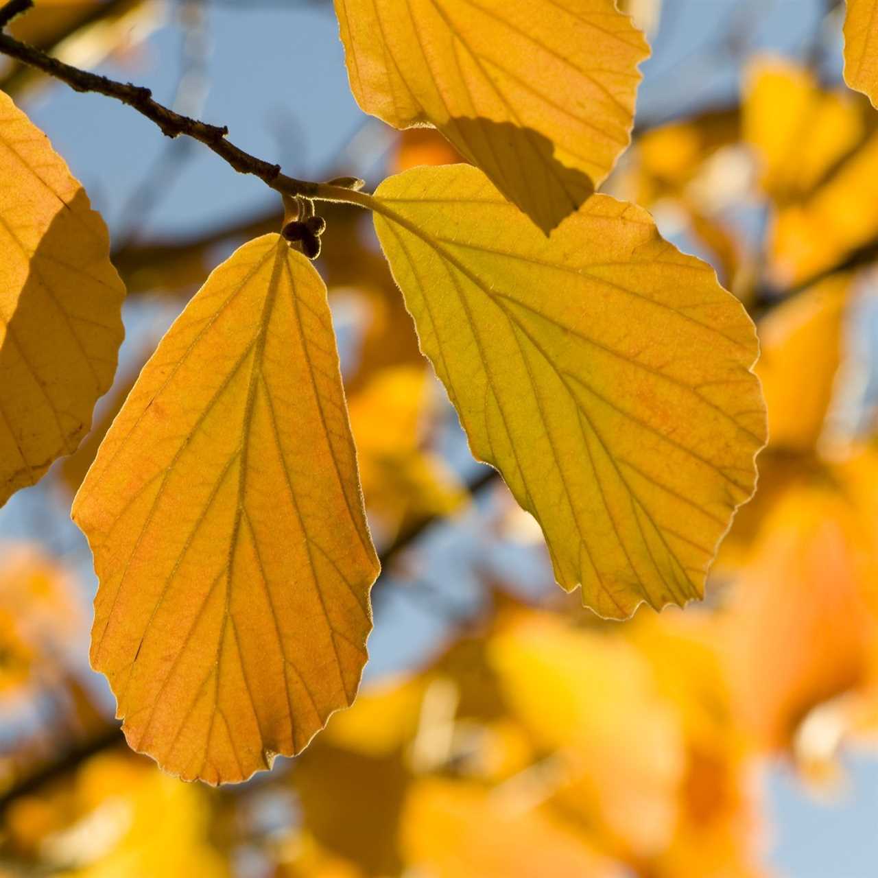 Witch Hazel Leaves