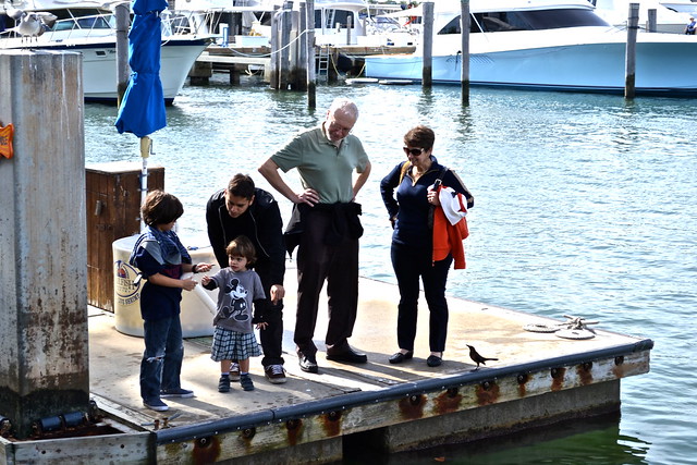 bird and fish feeding in a dock outside of sailfish marina in florida