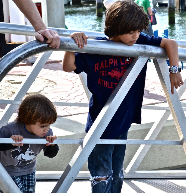 kids watching pelicans outside marina buffet 