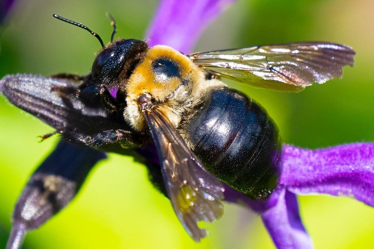 A Carpenter Bee Feeding On A Flower