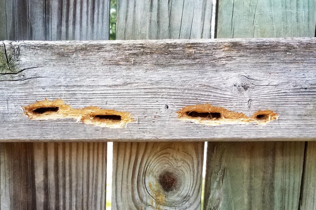 hole damage in wood fence from carpenter bees