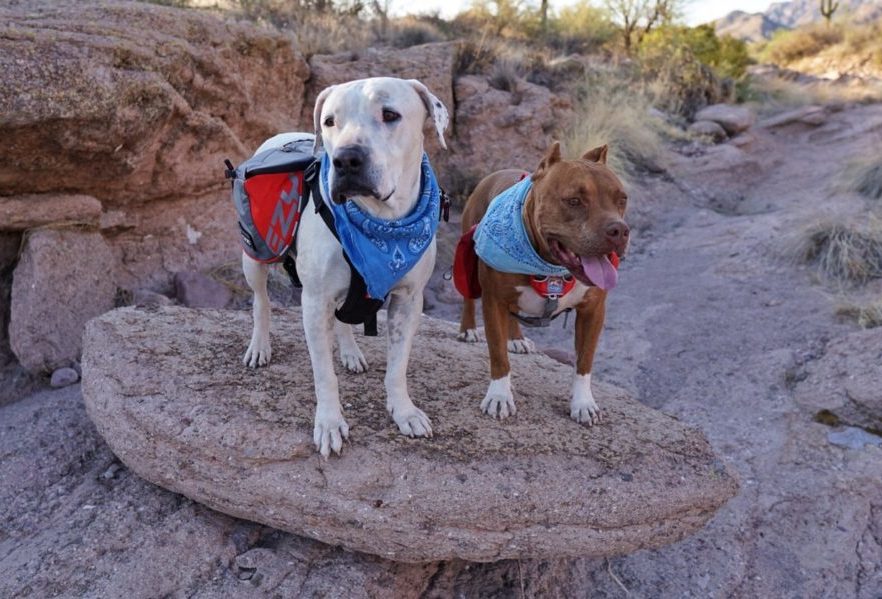 What is the best dog backpack?