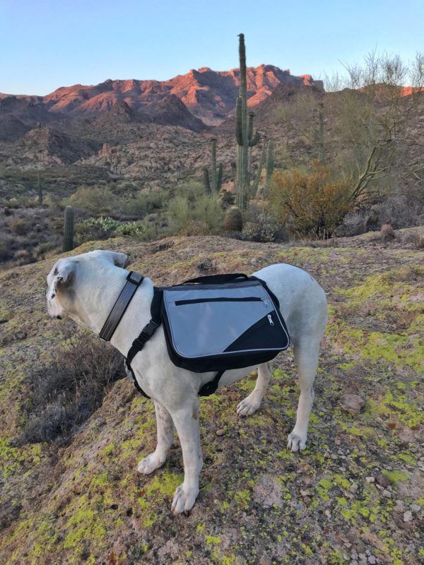 What is the best dog backpack?