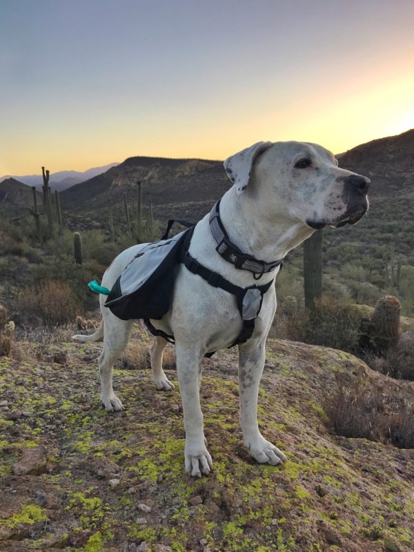 What is the best dog backpack?