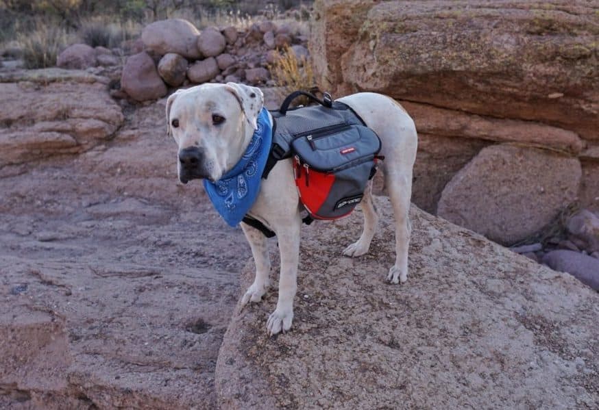 What is the best dog backpack?