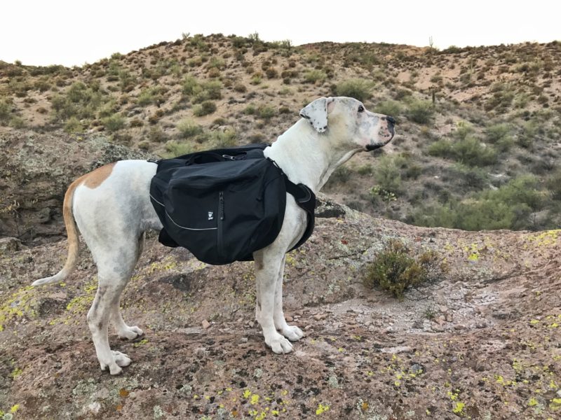 What is the best dog backpack?