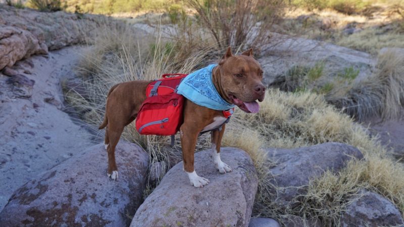 What is the best dog backpack?