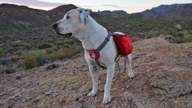 What is the best dog backpack?