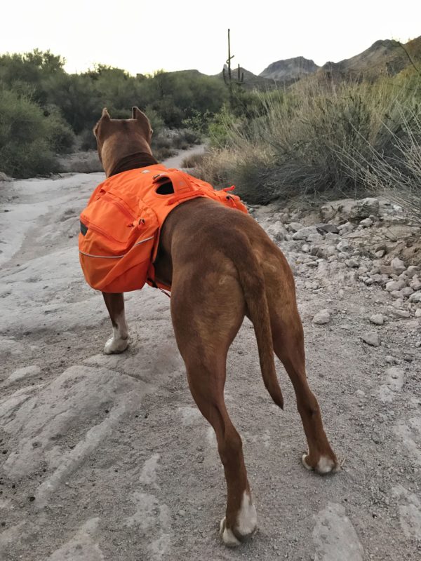 What is the best dog backpack?