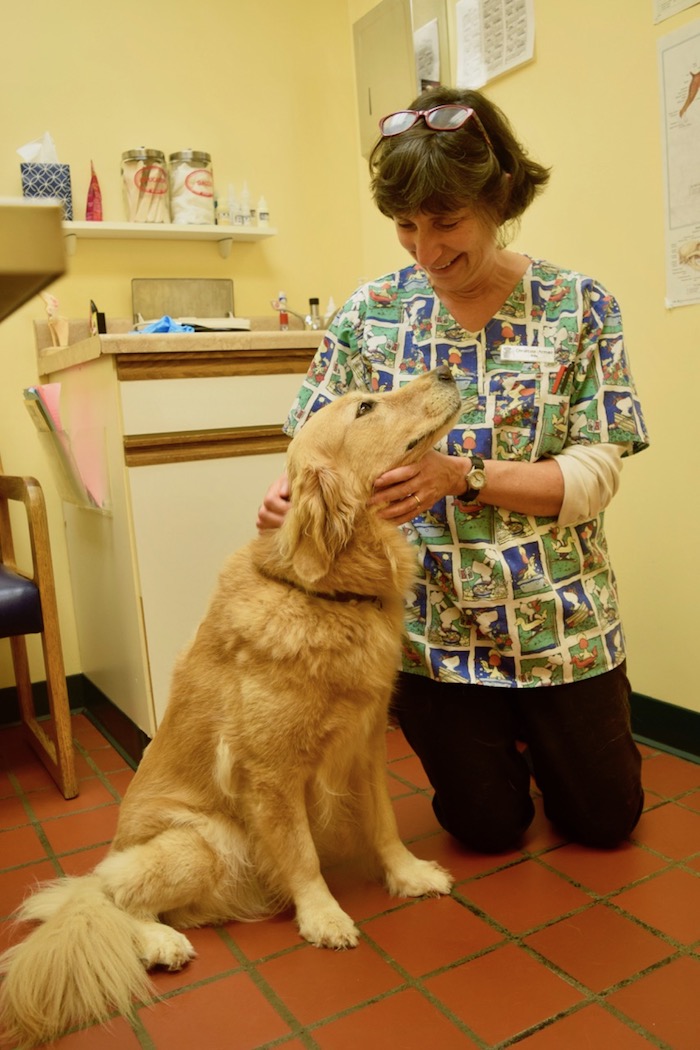 Honey the golden retriever loves her vet Dr Armao.