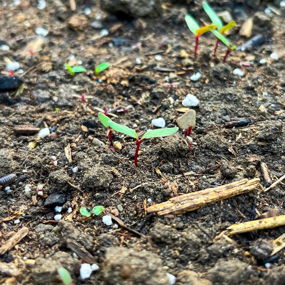 Seeding Square, seeds begin to sprout as plant