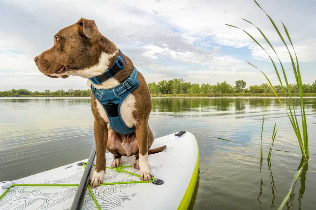 Pitbull traveling on a paddleboard