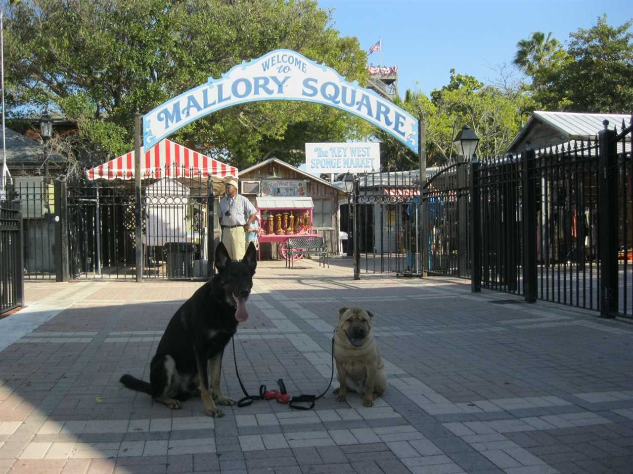 Pet Friendly Fun in Key West and the Florida Keys