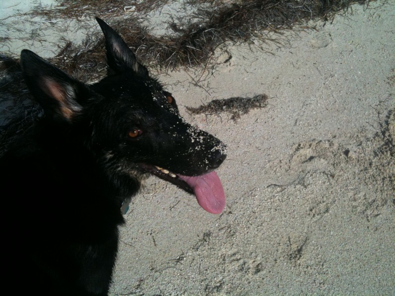 Pet Friendly Fun in Key West and the Florida Keys