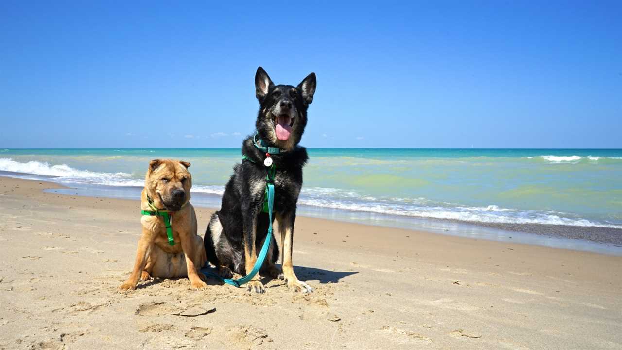 Shar-pei and German Shepherd Dog on a pet friendly beach at Indiana Dunes National Park, Indiana