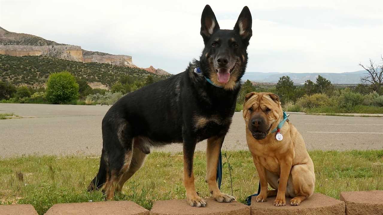 Hiking with Buster and Ty