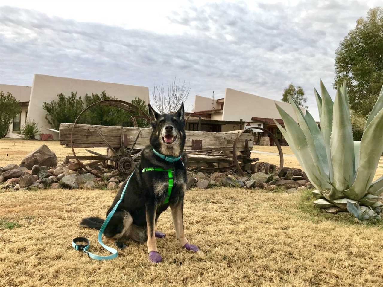 Buster the dog with arthritis wearing boots to protect his paws