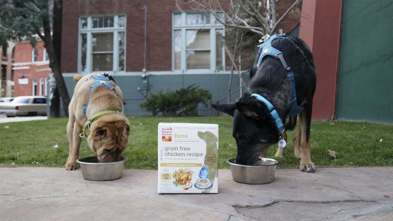 Ty and Buster Eating The Honest Kitchen Dog Food | GoPetFriendly.com