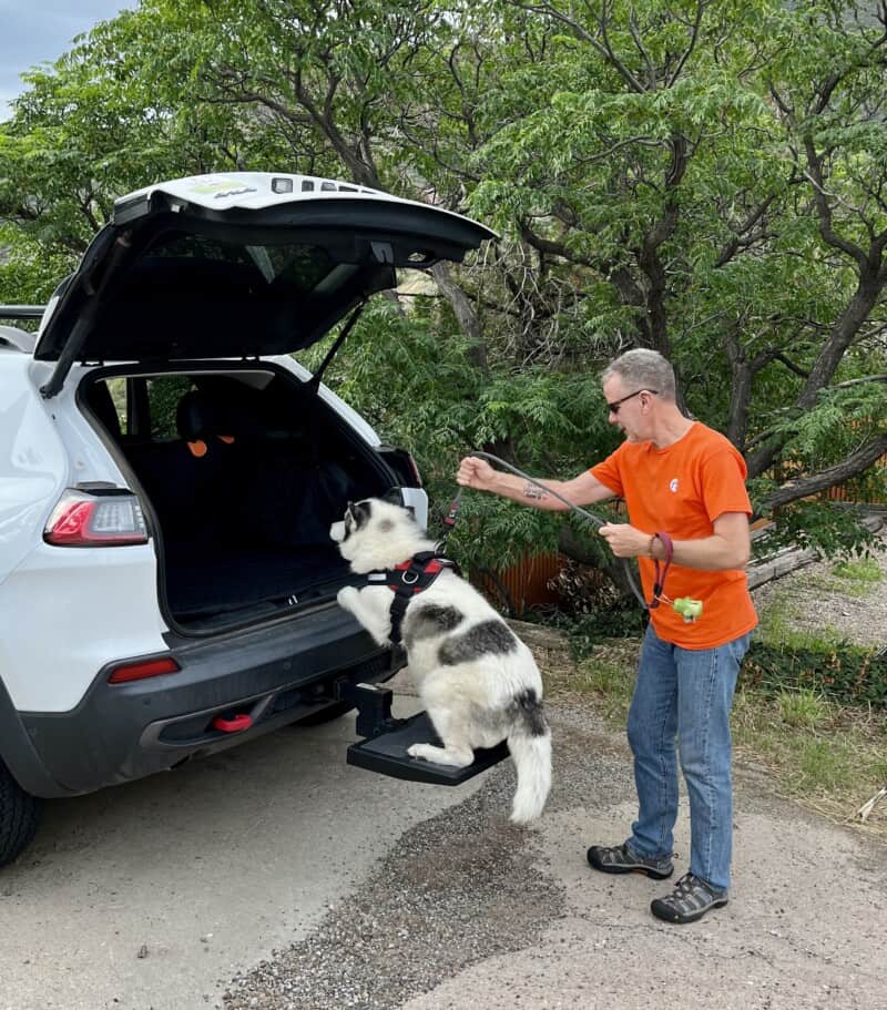 White and grey Husky dog with arthritis using a step to get into the back of a vehicle