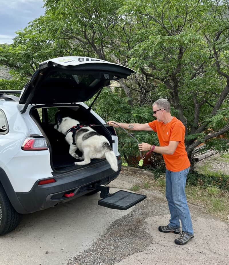 White and grey Husky dog with arthritis using a step to get into the back of a vehicle