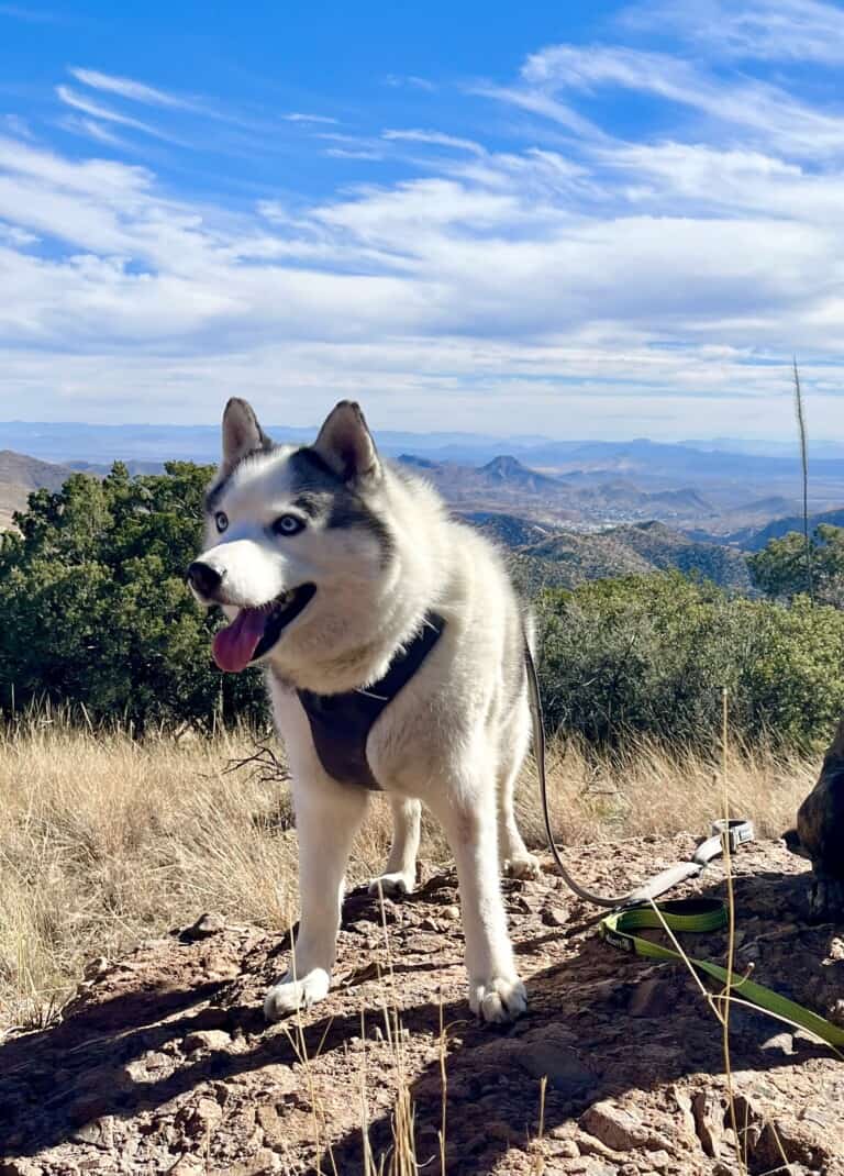 Happy white and grey Husky dog with arthritis on a dog friendly trail with a mountain view in the background